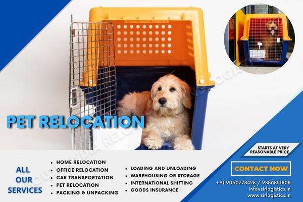 pet relocation